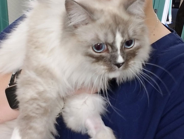 Preventive Care for Cats